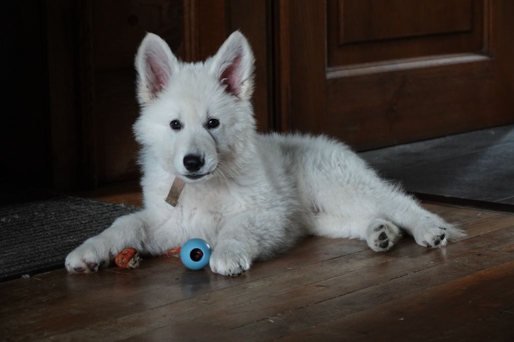 Vaillant Du Domaine De La Fuste