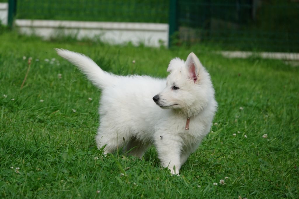 Vasco Du Domaine De La Fuste