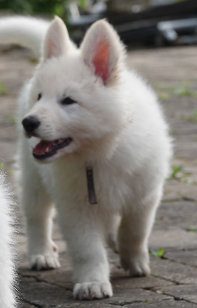 Vanille Du Domaine De La Fuste