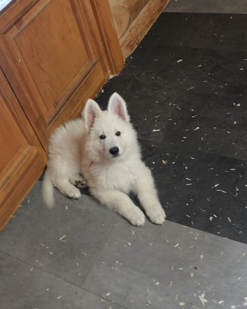 Végas Du Domaine De La Fuste