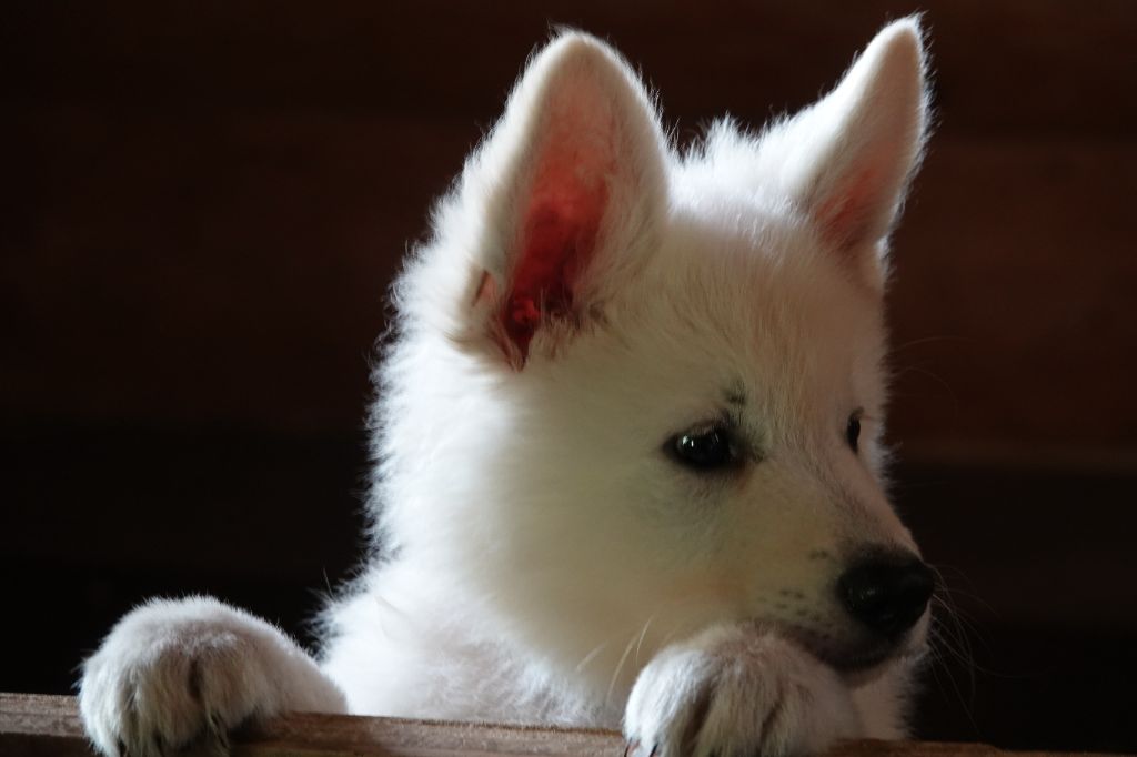 Vigo Du Domaine De La Fuste