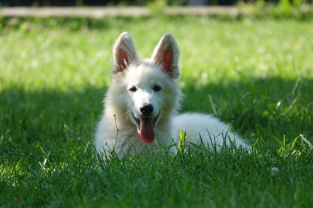 V'bowie Du Domaine De La Fuste