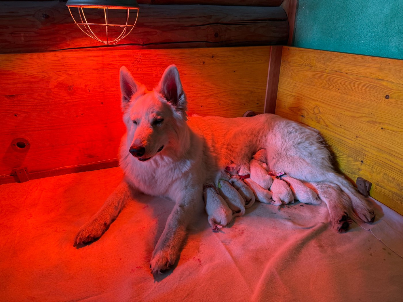 Chiot Berger Blanc Suisse Du Domaine De La Fuste